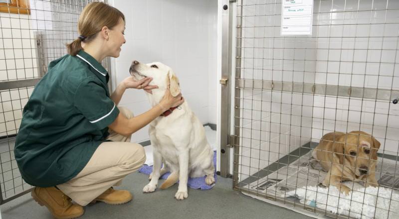 Лечение собак в Чехове - ВЕТТАЙМ клиника имени АЕ Назарова