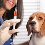 Вакцинация собак в Чехове